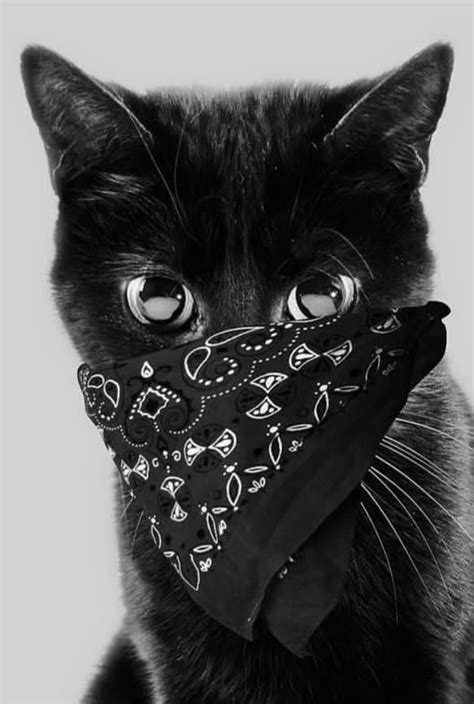 Obwohl sie ebenfalls ein blickfang ist: Luxus Sphynx Katze Schwarz Kaufen