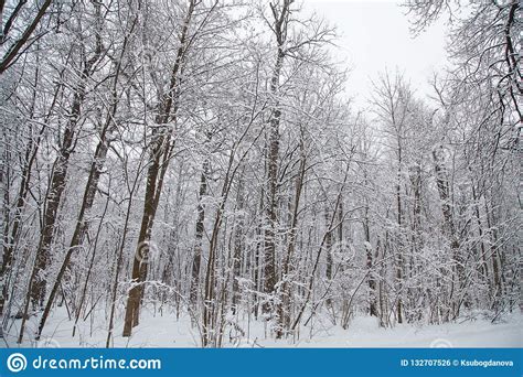 Beautiful Winter Forest Landscape Trees Covered Snow