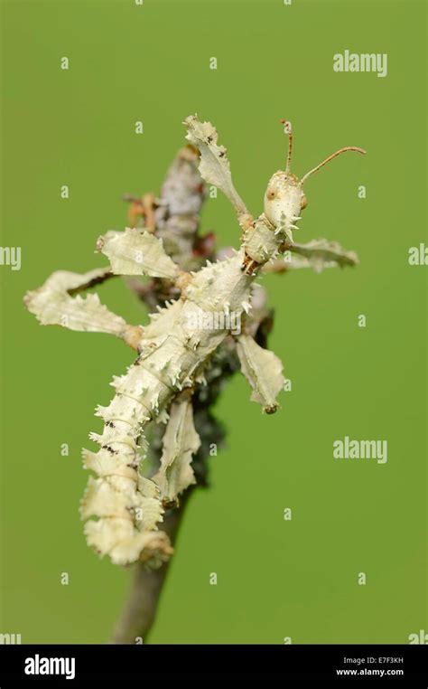 Giant Prickly Stick Insect Extatosoma Tiaratum Female Native To