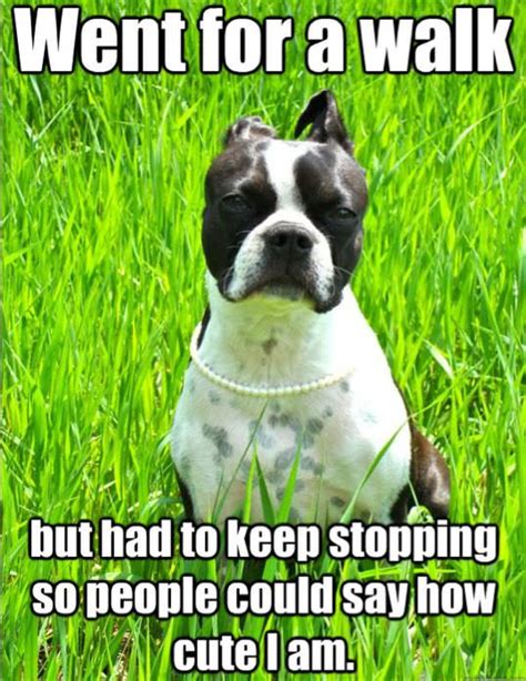 10 Best Boston Terrier Memes Of All Time