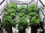 How To Grow Marijuana Plant At Home Photos