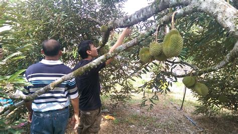 Do you ever ate durians and some parts of the durian are hard? Welcome to 1malaysia Musang King Durian orchard farm.马来西亚猫山王榴莲