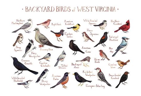 West Virginia Backyard Birds Field Guide Art Print