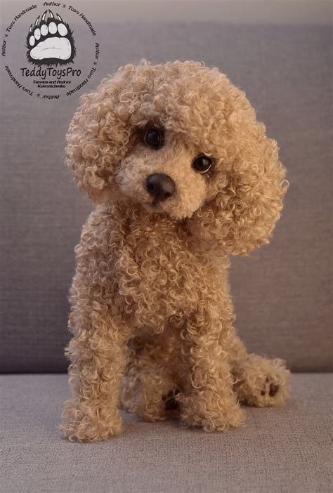 Puppy Jeri Made To Order Realistic Toy Poodle Dog Toy Etsy