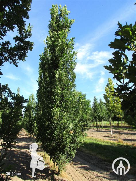 Quercus Robur ‘fastigiate Koster Pyramidal Oak Boomkwekerijen M