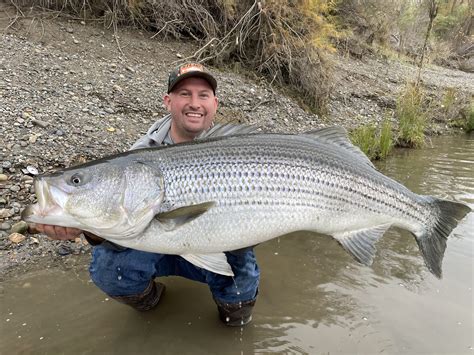 Largest Striper Since 2018 Makes Anglers Dream Come True Western