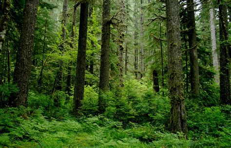 Temperate Deciduous Forest Pearltrees