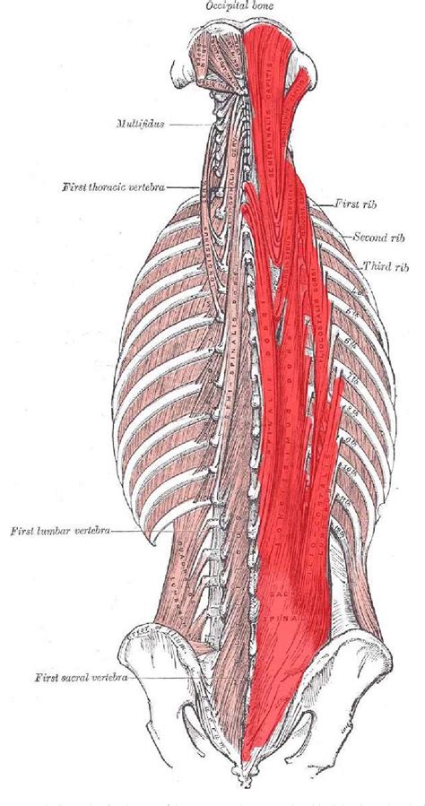 Figure 1 From The Erector Spinae Plane Block A Review Of Current