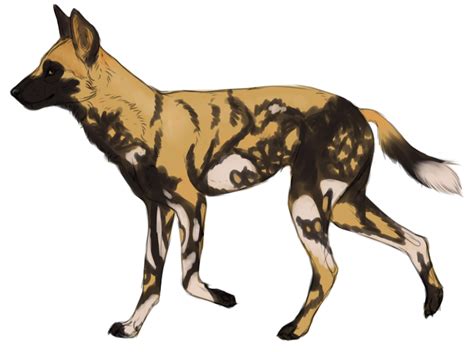 African Wild Dog Png Clipart Png Mart