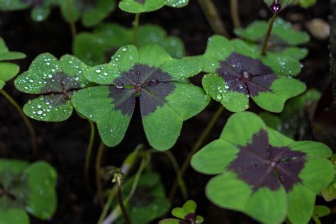 Oxalis Plant Care And Growing Guide