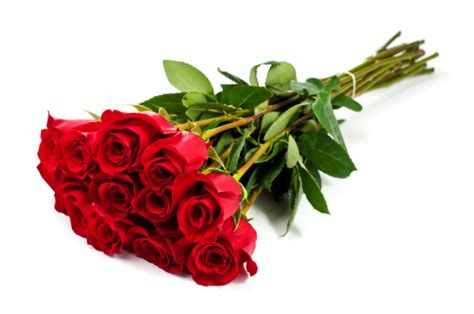 Dozen Roses Stock Photo Download Image Now Istock