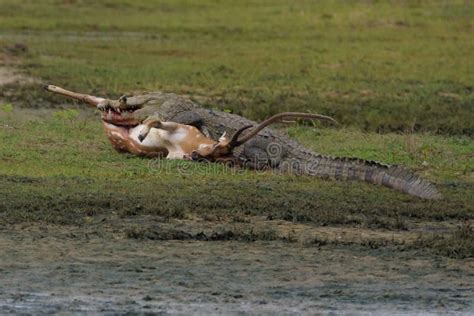 Crocodile Kill Deer Picture Image 83040537