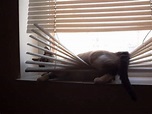 貓咪vs.百葉窗 家中最容易被貓貓破壞的物品+1 | 宅宅新聞
