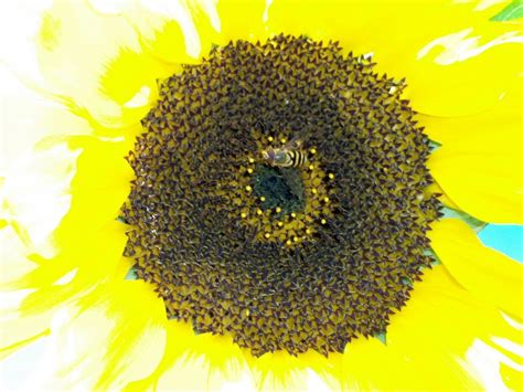 Mediumselfesteem Nude Blushing Sunflower Sunflower