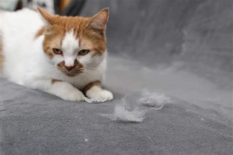 Take her to your vet as soon as possible to rule out any. Do Cats Shed A Lot: When Is Shedding Considered Excessive ...