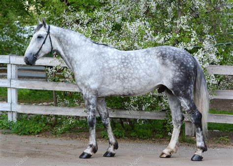 Gray Horse Orlov Trotter Breed On The Background Of A Flowering Stock