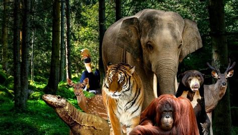 Tempat Wisata Kebun Binatang Ragunan Tempat Wisata Indonesia