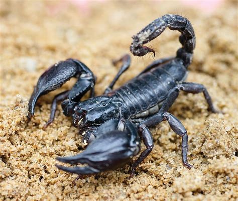 How Poisonous Are Emperor Scorpions What Does A Scorpion Eat
