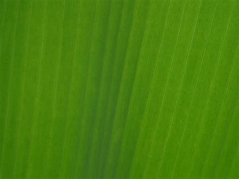 Texture Banana Leaf Free Stock Photos Rgbstock Free Stock Images