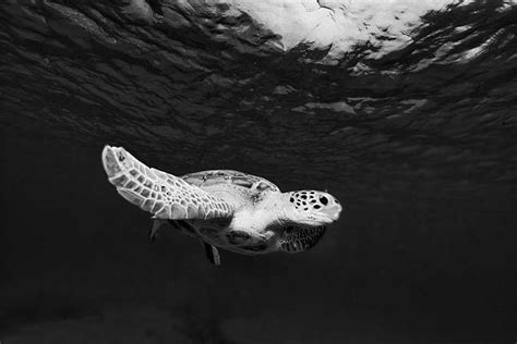 Barbados Turtles Stock Photos Pictures And Royalty Free Images Istock