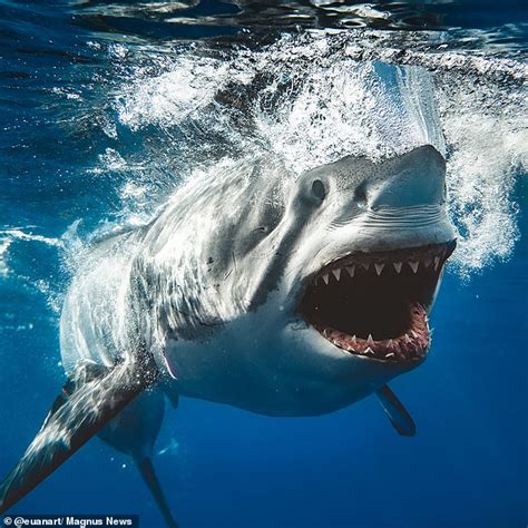 The Real Life Jaws Incredible Photo Of A Great White Shark Mirrors