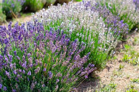 Various Types Of Lavender In A Row Stock Image Image Of Field Nature