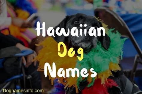 Top 500 Hawaiian Dog Names And Their Meanings 2024