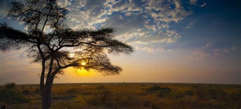 O Parque Nacional De Chobe Entre Botswana E Namíbia No Por Do Sol Em