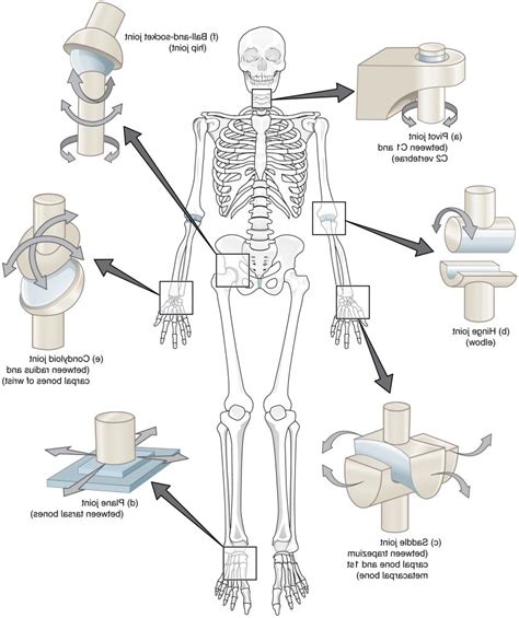 A Diagram Of Joints And Bones In The Human Body Foundation Figure