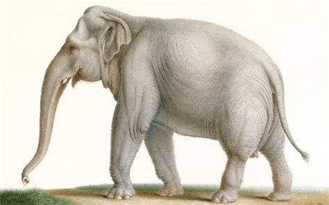 Sri Lankan Elephant Elephas Maximus Maximus Display Full Image