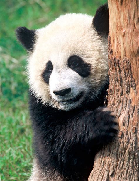 Giant Panda No Longer Endangered But Iconic Species Still At Risk Wwf