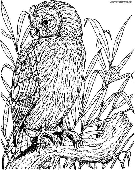 We have compiled for you a large collection of images with different animals. Nature Coloring Pages for Adults | Owl Coloring Pages ...