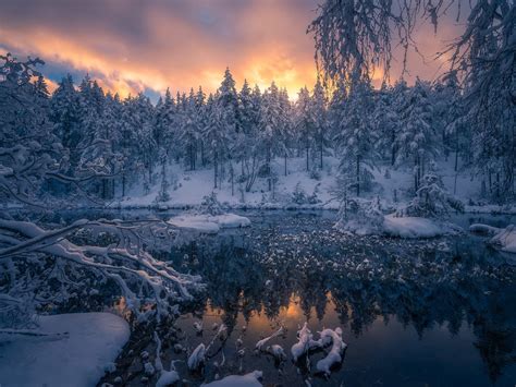 Wallpaper Winter Snow Forest Trees Ringerike Norway 1920x1200 Hd