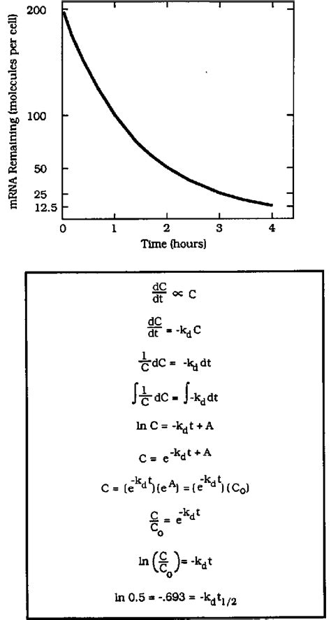 Calculation Of The Mrna Decay Constant K D The Graph Is Not