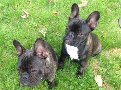 A personality like no other! 2 French Bulldog Puppies for adoption | Lymm, Cheshire ...