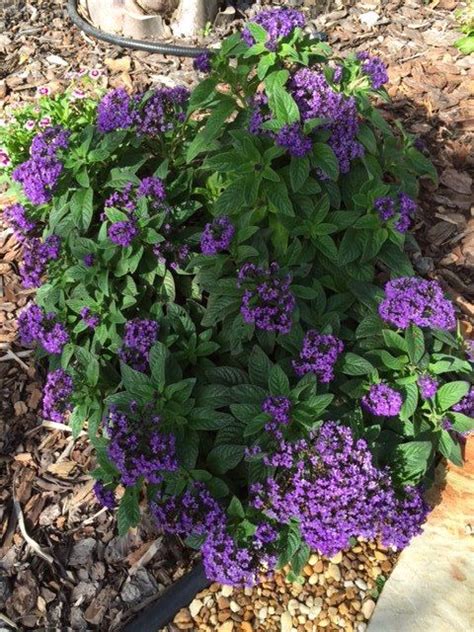 Use them in commercial designs under lifetime, perpetual & worldwide rights. low ground cover type purple plant Helitrope .. flowers ...