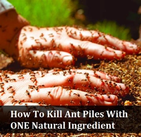 Maybe you would like to learn more about one of these? How To Kill Ants With Only One Ingredient - Homestead ...