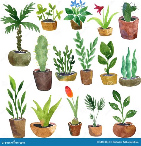 Watercolor Drawing Home Plants Stock Vector Illustration Of Bush
