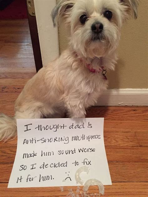 20 Most Hilarious Dog Shaming Photos Ever Humor Warped Or Otherwise