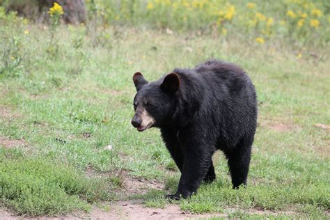 Black Bear Populations Explode In Northern Michigan Following Hunt