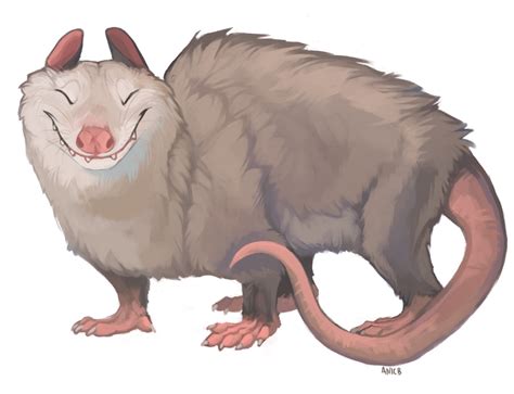 Opossum By Anicb On Deviantart