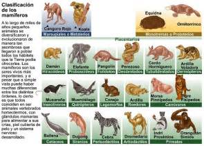 Cuáles Son Los Animales Mamíferos Reino Animal
