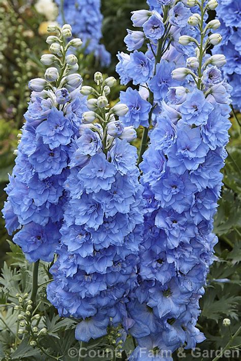 Delphinium Elatum Magic Fountain Sky Blue Photo Royalty