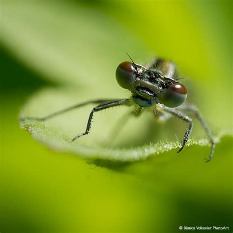 Alien Look Insect Photography Alien Artist Gallery