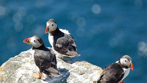 Maines Atlantic Puffins Dying Of Starvation