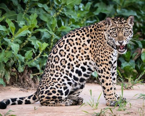 Wallpaper Animal Close Up Jaguar Big Cat 1920x1200 Hd Picture Image
