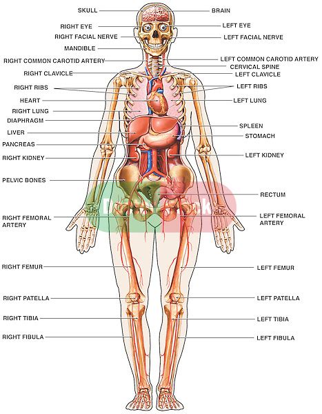 Images of human body outline drawing sabadaphnecottage. Human Anatomy - Anterior (Front) View | Doctor Stock