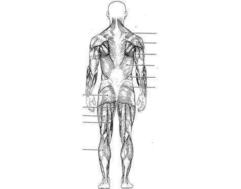 We have more than 600 individual muscles in our body, and although you're not responsible for knowing the muscle anatomy in this class, knowing that anatomy and knowing the different muscle groups and how they work. Muscle labeling (back view)