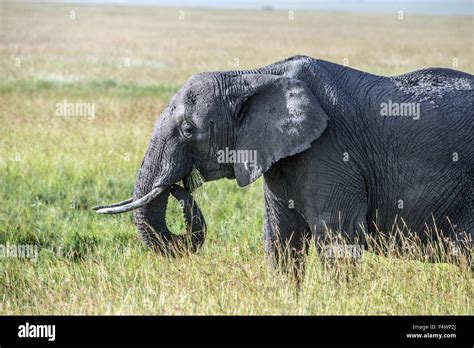 Bull Elephant Eating Grass Stock Photo Alamy