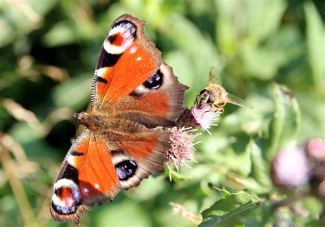 Images Gratuites La Nature La Photographie Fleur Faune Insecte